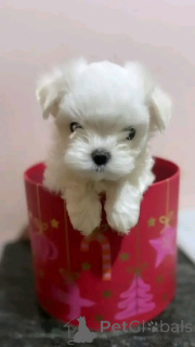 Foto №2 zu Ankündigung № 138871 zu verkaufen malteser - einkaufen Deutschland quotient 	ankündigung, züchter