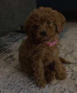 Foto №3. Toilette ausgebildetes Pudelspielzeug. Niederlande