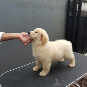 Foto №3. Gesunde, süße, liebenswerte und sozialisierte Golden Retriever-Welpen verfügbar. Deutschland