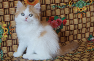 Foto №3. Entzückende schottische Pelzrobben. Ukraine