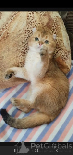 Foto №4. Ich werde verkaufen schottische faltohrkatze in der Stadt Tambow. züchter - preis - 108€
