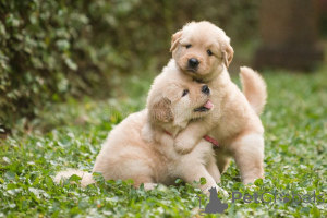 Foto №1. golden retriever - zum Verkauf in der Stadt München | verhandelt | Ankündigung № 163585