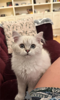 Foto №1. britisch langhaar - zum Verkauf in der Stadt Affalterbach | 350€ | Ankündigung № 151547