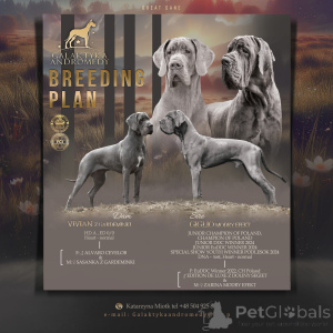 Foto №3. Deutscher blauer Hund. Polen