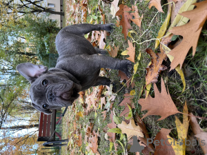 Foto №3. Französische Bulldoggenwelpen sind aktiv, dem Alter entsprechend geimpft und an. Polen