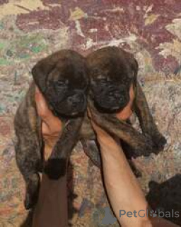 Foto №2 zu Ankündigung № 168827 zu verkaufen bullmastiff - einkaufen Australien züchter