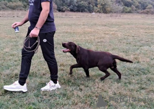 Zusätzliche Fotos: Labrador, bereit zur Paarung