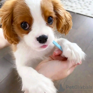 Foto №2 zu Ankündigung № 120685 zu verkaufen cavalier king charles spaniel - einkaufen Belgien 