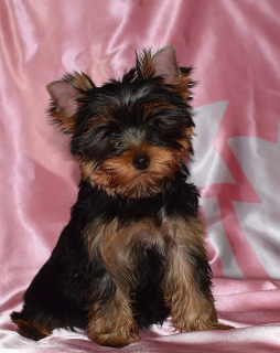 Foto №3. Welpen Yorkshire Terrier, zwei Mädchen.. Russische Föderation