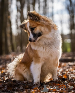 Foto №1. islandhund - zum Verkauf in der Stadt Aizlenten | 500€ | Ankündigung № 157830