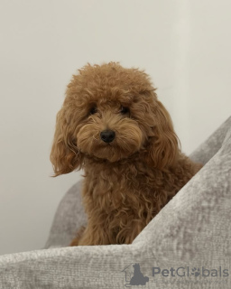 Foto №3. Toilette ausgebildetes Pudelspielzeug. Spanien