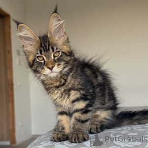 Foto №3. Flauschige Maine-Coon-Babys mit süßem Temperament und erstklassigem Aussehen. Schweden