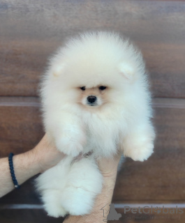 Foto №3. A beautiful bearish Pomeranian puppy. Serbien