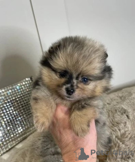 Foto №1. pommersche spitz - zum Verkauf in der Stadt Mainz | 200€ | Ankündigung № 129955