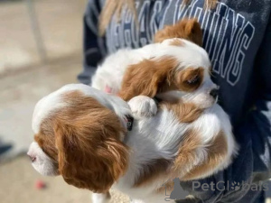 Foto №3. Cavalier-King-Charles-Welpen zur Adoption! Wir freuen uns, Ihnen unser. Deutschland