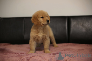 Foto №3. GOLDEN RETRIEVER-goldene und dunkelgoldene Welpen, ZKwP, nach Champions,. Polen