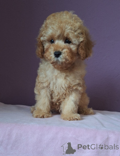 Foto №2 zu Ankündigung № 156648 zu verkaufen pudel (toy) - einkaufen Weißrussland 