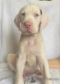 Foto №4. Ich werde verkaufen deutsche dogge in der Stadt Zrenjanin. züchter - preis - verhandelt