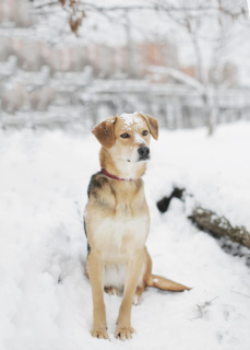 Foto №2 zu Ankündigung № 5826 zu verkaufen mischlingshund - einkaufen Russische Föderation aus dem tierheim