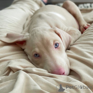 Foto №2 zu Ankündigung № 144454 zu verkaufen dobermann - einkaufen Deutschland quotient 	ankündigung