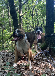 Foto №4. Ich werde verkaufen amerikanischer mastiff in der Stadt Weißrussland. quotient 	ankündigung - preis - 200€