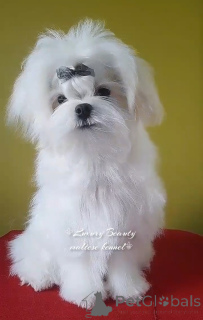 Foto №3. Hundelose Malteserwelpen.. Ukraine