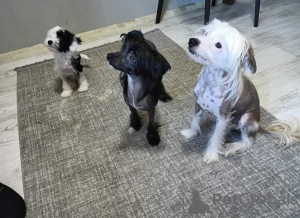 Foto №2 zu Ankündigung № 130011 zu verkaufen  - einkaufen Türkei quotient 	ankündigung