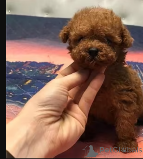 Foto №1.  - zum Verkauf in der Stadt Bristol | Frei | Ankündigung № 163247