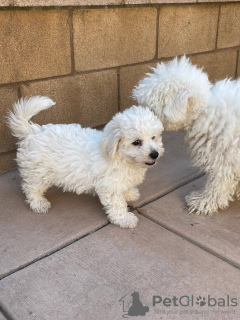 Foto №1. bichon frisé - zum Verkauf in der Stadt Berlin | 400€ | Ankündigung № 121060