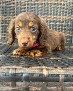 Foto №3. * Dachshund -Welpen verspielte und treue Begleiter * Dachshund -Welpen sind in USA