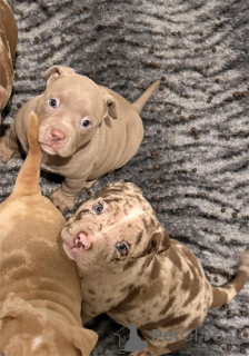 Foto №1. american bulldog - zum Verkauf in der Stadt Freien | 350€ | Ankündigung № 154215