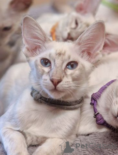 Foto №1. balinesenkatze - zum Verkauf in der Stadt New York | 584€ | Ankündigung № 140166