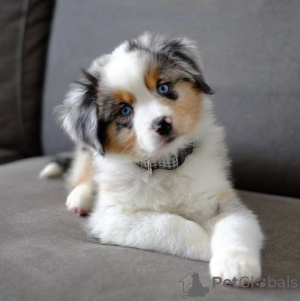 Foto №1. australian shepherd - zum Verkauf in der Stadt Дублин | verhandelt | Ankündigung № 120589