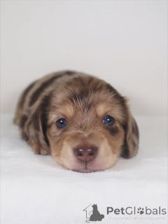 Foto №1. dackel - zum Verkauf in der Stadt Þorlákshöfn | verhandelt | Ankündigung № 159638