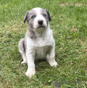 Foto №2 zu Ankündigung № 168899 zu verkaufen border collie - einkaufen Finnland quotient 	ankündigung