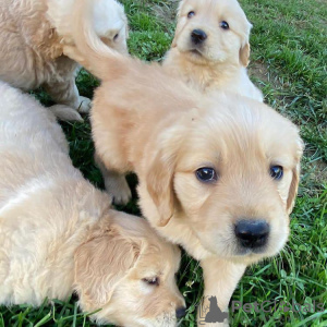 Foto №3. Gesunder, süßer, liebenswerter und sozialisierter Golden Retriever. Deutschland