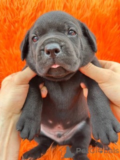 Foto №1. cane corso italiano - zum Verkauf in der Stadt Aalborg | 1€ | Ankündigung № 173397