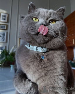 Foto №3. Die friedliche, liebevolle und unendlich elegante Misty ist die Ruhe in Ihrer. Deutschland