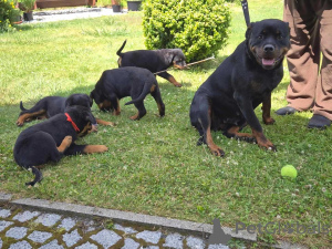 Foto №2 zu Ankündigung № 160315 zu verkaufen rottweiler - einkaufen Finnland quotient 	ankündigung