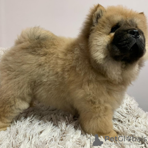 Foto №2 zu Ankündigung № 43294 zu verkaufen chow-chow - einkaufen USA quotient 	ankündigung