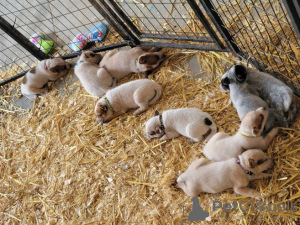 Foto №1. amerikanischer  hairless terrier - zum Verkauf in der Stadt Fallåker | Frei | Ankündigung № 128837