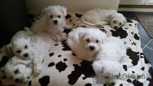 Foto №3. Bichon Frise. Dänemark