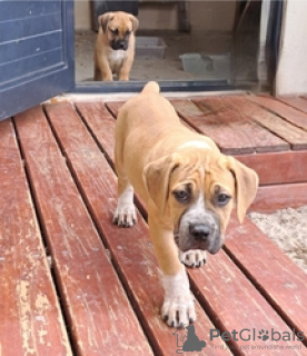 Foto №3. Ridgeback ist ein Labrador, der adoptiert wird. Finnland