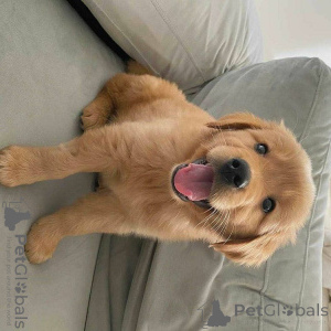 Foto №1. labrador retriever - zum Verkauf in der Stadt München | verhandelt | Ankündigung № 156079