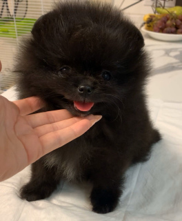 Foto №1. pommersche spitz - zum Verkauf in der Stadt Tula | 1000€ | Ankündigung № 6504