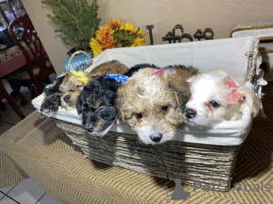 Foto №1. maltipu - zum Verkauf in der Stadt Friedberg (Hessen) | 900€ | Ankündigung № 150138