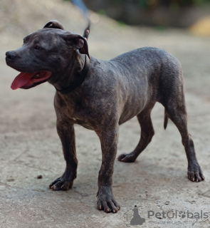 Foto №3. Pit bull bluenose male for sale. Serbien