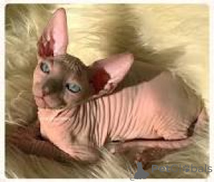 Foto №2 zu Ankündigung № 171566 zu verkaufen sphynx-katze - einkaufen Finnland quotient 	ankündigung, züchter