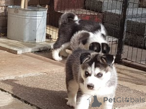 Foto №1. siberian husky - zum Verkauf in der Stadt Amsterdam | Frei | Ankündigung № 159201