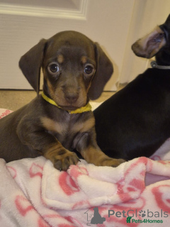 Foto №3. Adorable Dachshunds Ready Now!!. Österreich